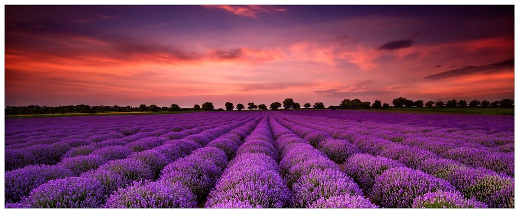 Wallario Wandbild aus Acryl, 200 x 80 cm, freischwebende Optik - Lavendelfeld unter rotem Himmel