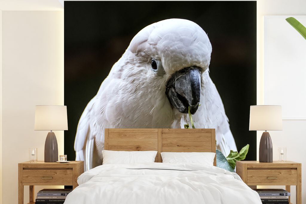 MuchoWow Fototapete für Wohnzimmer oder Schlafzimmer Wandtapete Vinyl Motivtapete Ein fressender Kakadu - 220x240 cm - Wohnzimmer-Tapete