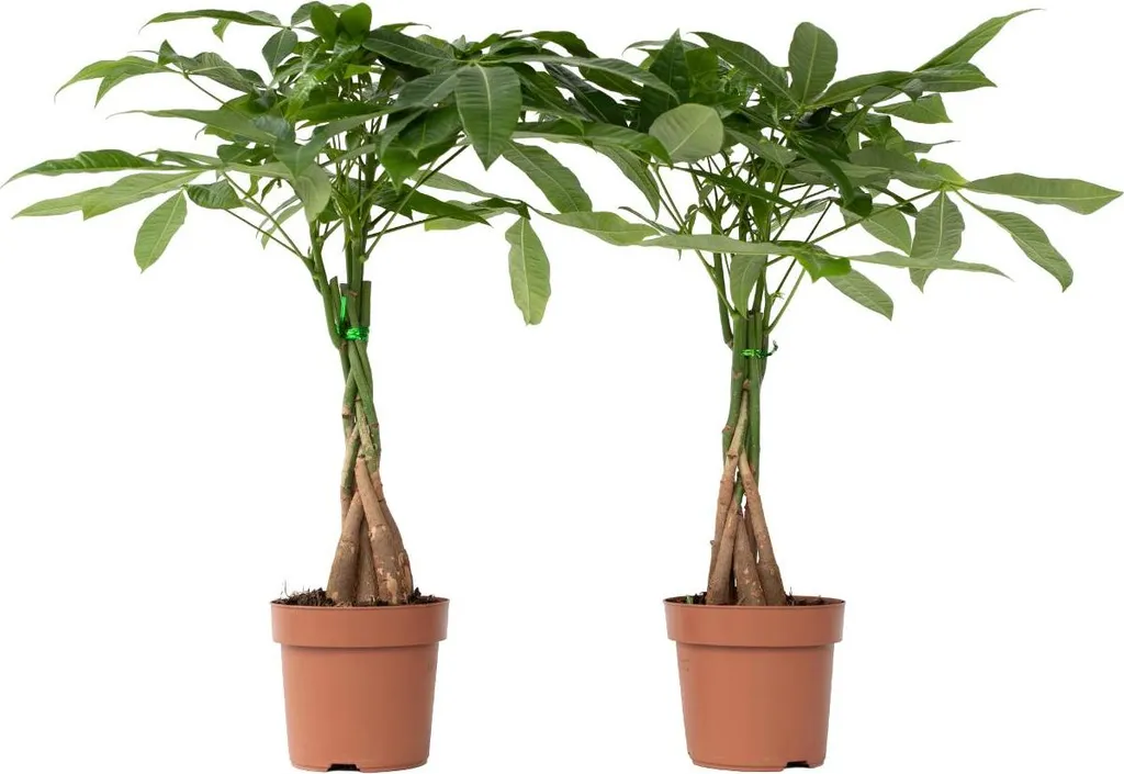 Pachira Aquatica Set de 2 - Plante Intérieur Sans Entretien - 70cm Ø17cm