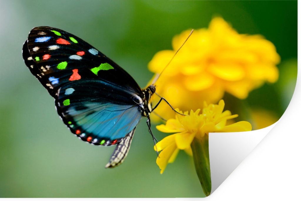 MuchoWow Wandtattoo Wandsticker Wandaufkleber Schmetterling - Blume - Tier - Insekt 90x60 cm Selbstklebend und Repositionierbar - Aufkleber