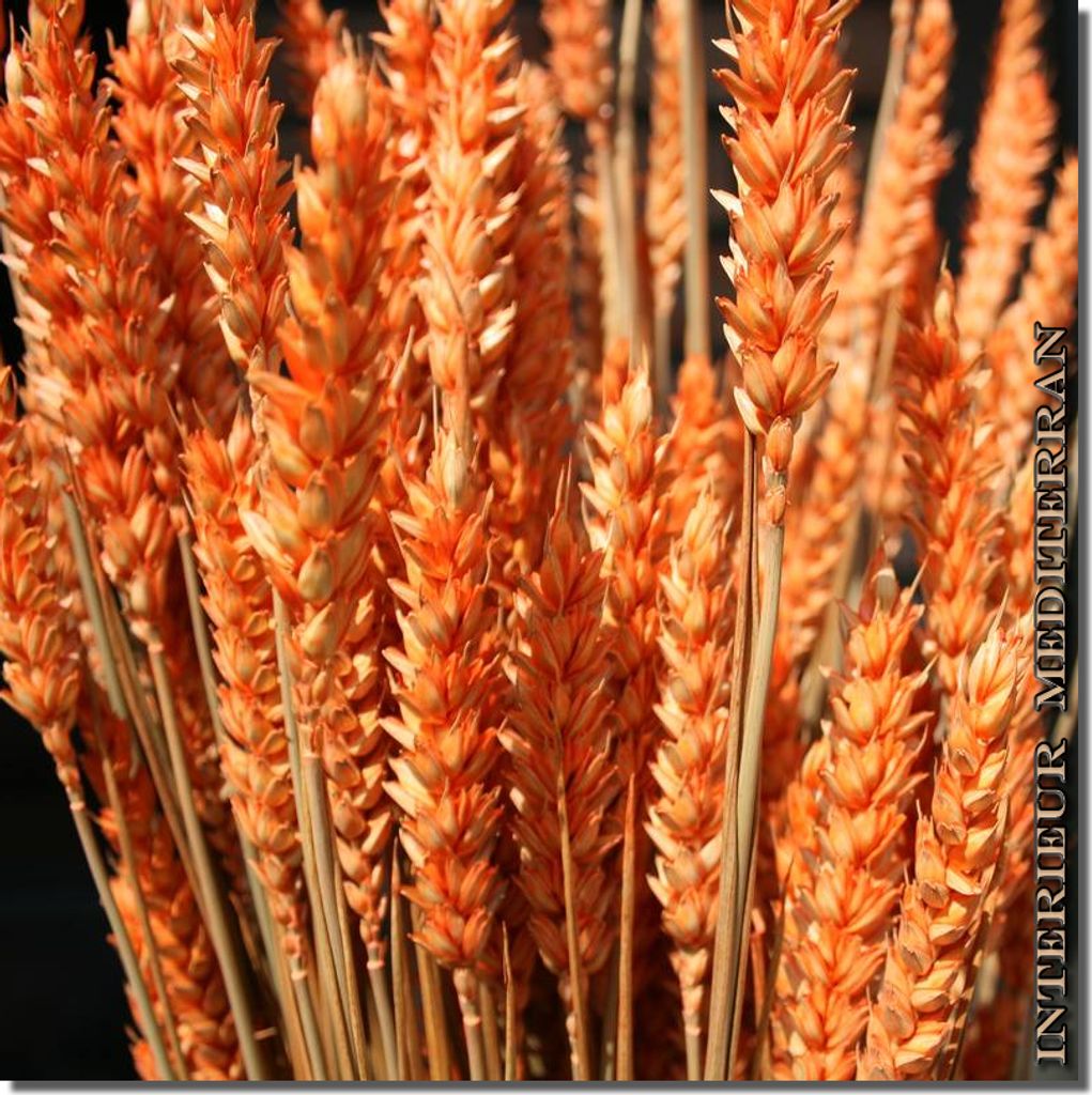 TROCKENBLUMEN WEIZEN SUNSET - Größe: ca.70 CM ORANGE / HELLBRAUN