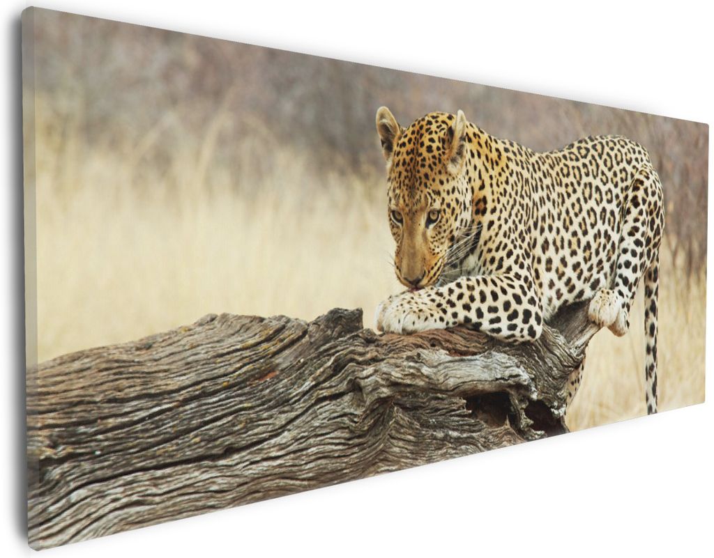 Wallario Premium Leinwandbild Leopard auf Baumstamm in Afrika in Größe 30 x 75 cm