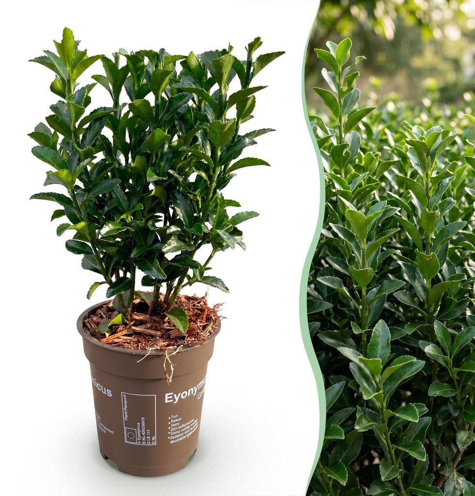 Green boutiQ - 40x Euonymus japonica Green Spire - Produktbild 
