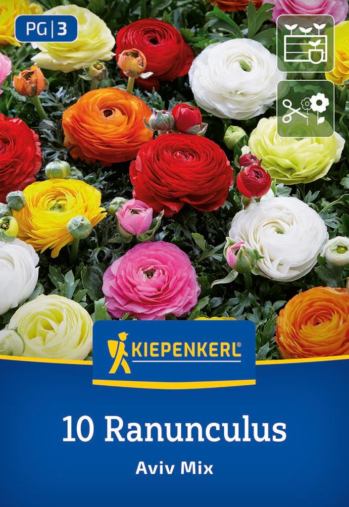 Kiepenkerl Blumenzwiebeln Ranunkelmischung 10 Pflanzen