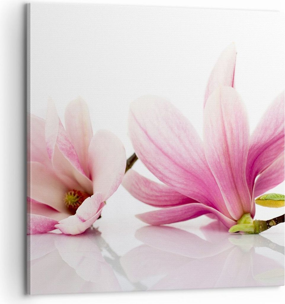 Bild auf Leinwand - Leinwandbild - Magnolie blume natur Produktbild 