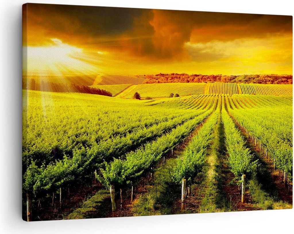 Bild auf Leinwand - Leinwandbild - Land Weingut Pflanzung - 70x50cm - Wand Bild - Wanddeko - Leinwanddruck - Bilder - Kunstdruck - Wanddekoration -...