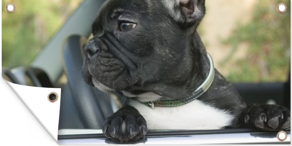 MuchoWow 80x40 cm Outdoor-Poster Gartendeko Sichtschutz Garten Poster für den Garten Französische Bulldogge - Auto - Rot