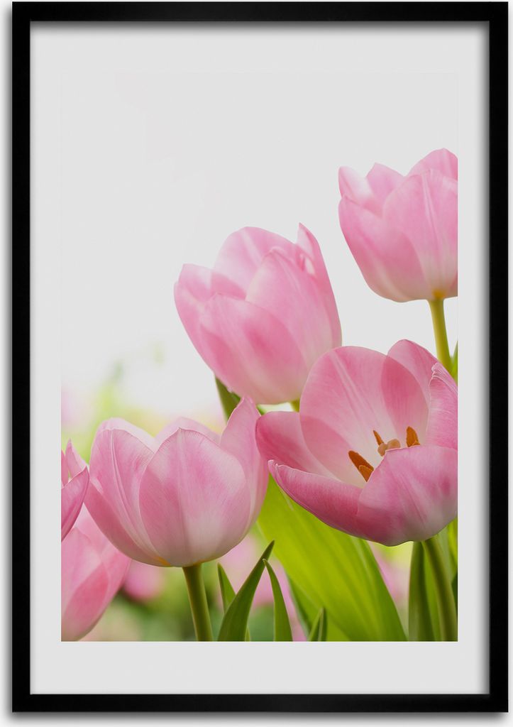 Bild - Bilderrahmen - Foto - 70 cm x 100 cm - MDF - Rahmen - Wandkunst - Rosa Tulpen