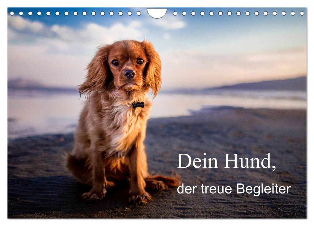 Dein Hund der treue Begleiter (Wandkalender 2027 DIN A4 quer), CALVENDO Monatskalender