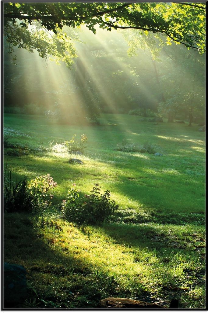 Wallario Wandbild Sonnenstrahlen im Wald, Größe: 61 x 91,50 cm, Poster mit schwarzem Aluminiumrahmen