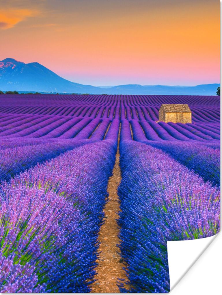 MuchoWow Poster Lavendel - Lila - Blumen 60x80 cm - Schlafzimmer Dekoration