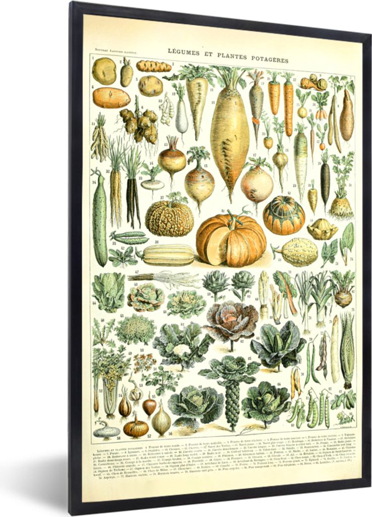 MuchoWow Gerahmtes Poster Vintage - Gemüse - Karotte - Kunst - Adolphe Millot - Orange 40x60 cm - Poster mit Schwarzem Bilderrahmen Wandposter R...