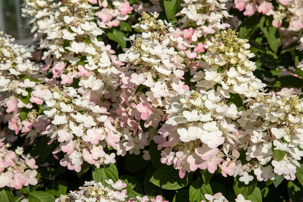 Hydrangea paniculata 'Early Harry' , Rispenhortensie, weiß, 40–60 cm