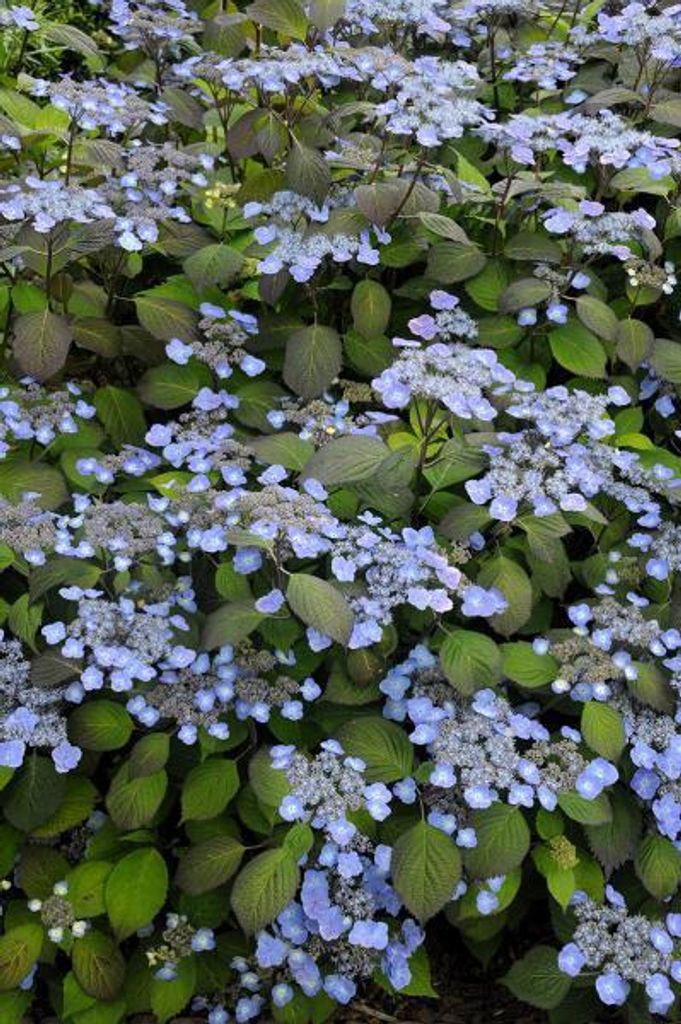 Tellerhortensie ́VEERLE ́ 20-30 cm, Cont. 2,5 l