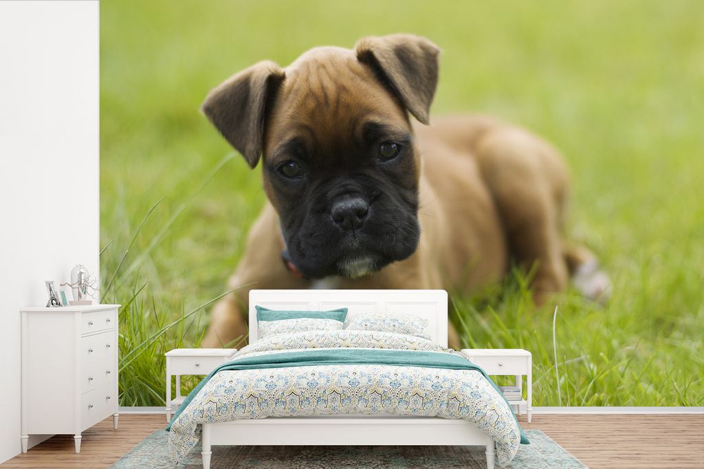 MuchoWow Fototapete für Wohnzimmer oder Schlafzimmer Wandtapete Vinyl Motivtapete Boxerwelpe liegt im grünen Gras - 330x220 cm - Fototapeten