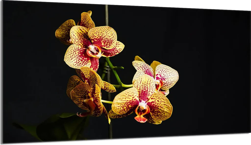 Protezione Piano Induzione 90x52 XL | Piastra Vetro Nero Orchidea
