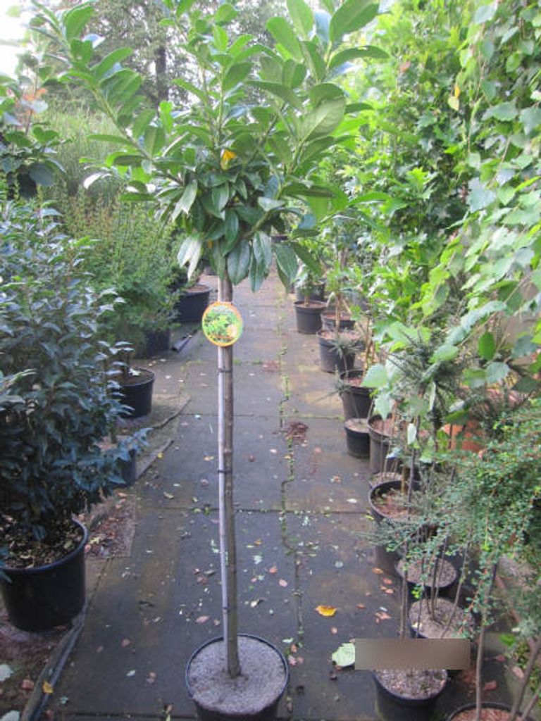 Prunus laurocerasus Kleopatra - Kirschlorbeer Kleopatra
