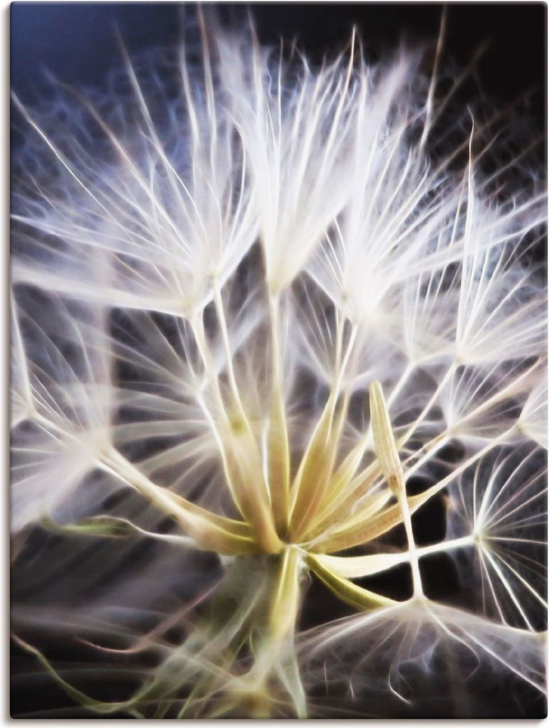 ARTland Leinwandbild Pusteblume Nahaufnahme Größe: 90x120 cm