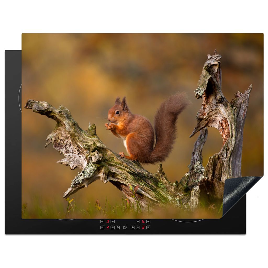 KitchenYeah Herdabdeckplatte Rotes Eichhörnchen im Herbst , 77x59cm, Küche Deko, Glaskeramikkochfeld Herdabdeckung, Abdeckplatte fùr Kochfeld