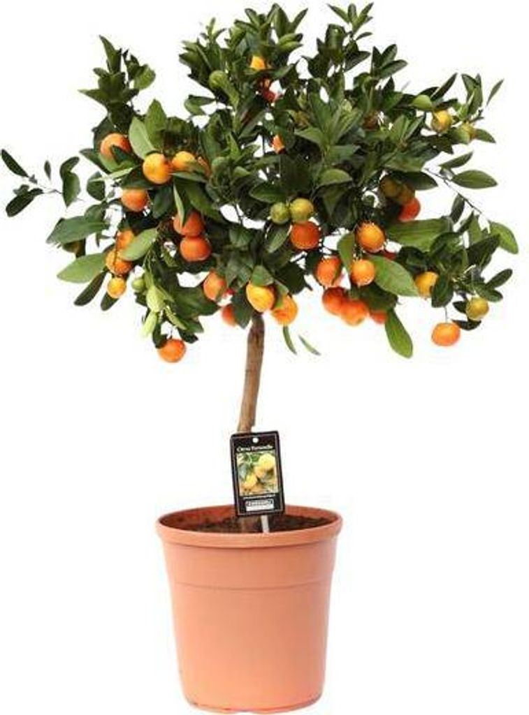 Orangenbaum Calamondinorange Citrus Calamondin Ø22cm 80cm hoch winterhart Deko
