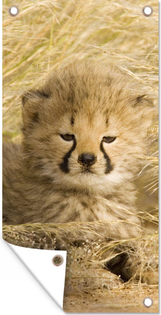 MuchoWow 80x160 cm Outdoor-Poster Gartendeko Sichtschutz Garten Poster für den Garten Gepard - Jung - Gras