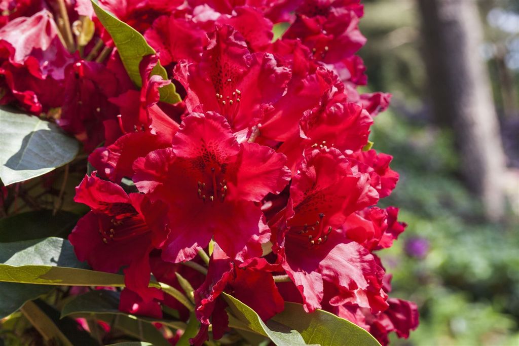 Rhododendron Hybr. 'Rabatz', Rhododendron, leuchtend rot, 40–50 cm