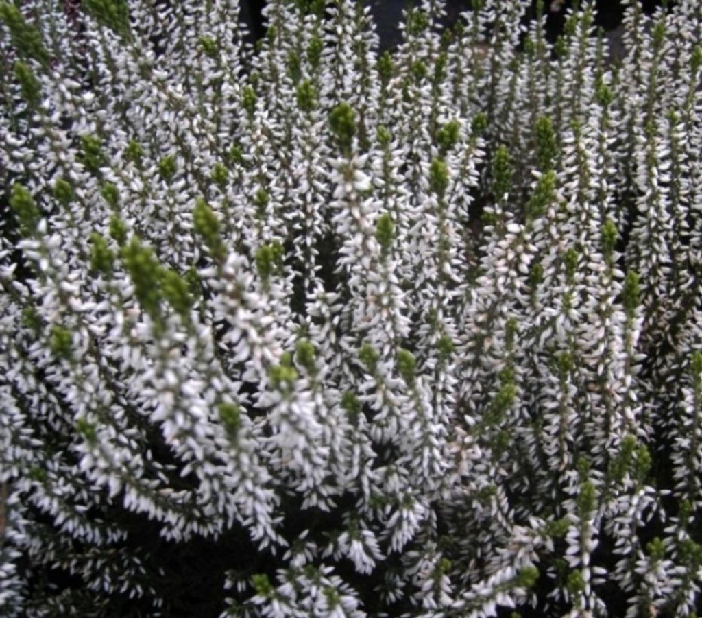 Calluna vulgaris Melanie -S- Sommerheide - 5-Stück