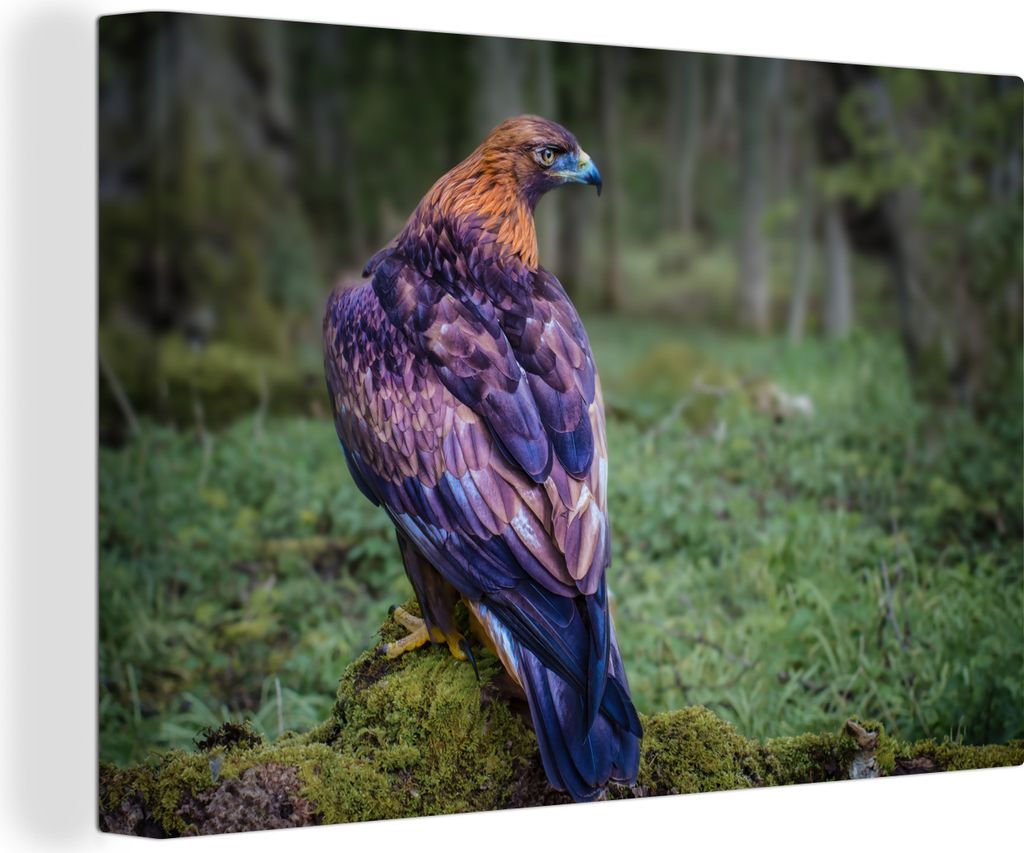 OneMillionCanvasses - Leinwandbilder - 140x90 cm, Bunter Steinadler auf einem moosbewachsenen Baum, Wandbilder Kunstdruck Wanddekoration - Foto a...