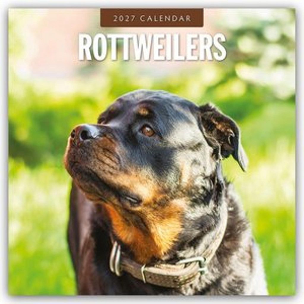 Rottweilers - Rottweiler 2027 - 16-Monatskalender Produktbild 