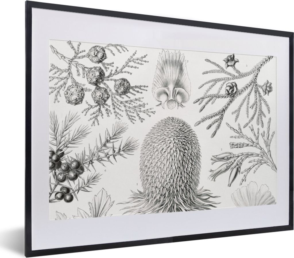 MuchoWow® Gerahmtes Poster Koniferen - Ernst Haeckel - Produktbild 