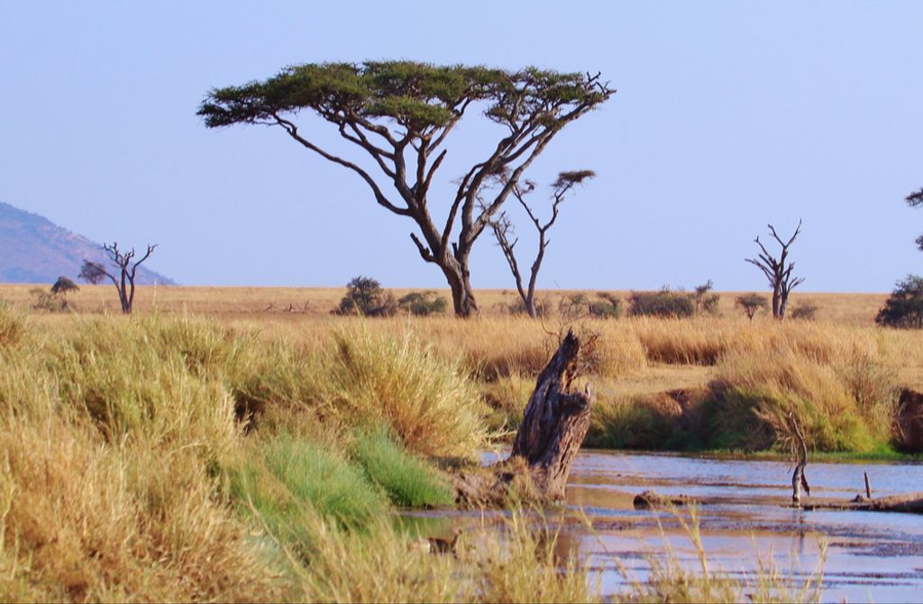 hansepuzzle 70398 - Safari Puzzle, 500 Teile, Natur, 46,0 x 30,0cm mit hochwertiger Aufbewahrung, Kartonbox und wiederverschließbarem Beutel