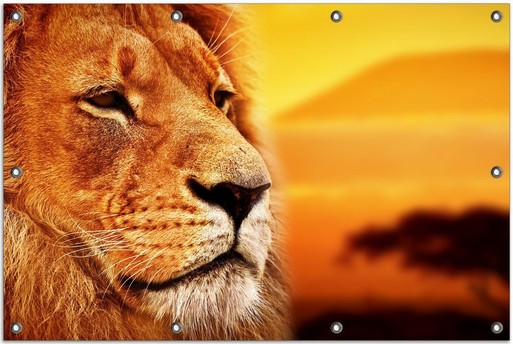 Wallario Outdoor-Poster für Garten oder Balkon, Motiv Prächtiger Löwe in der Savanne, in ca. 80 x 120 cm
