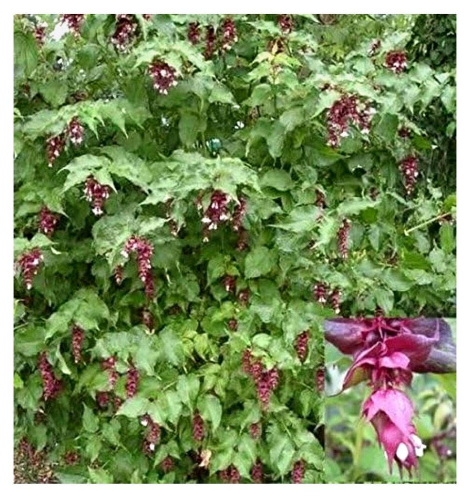 Leycesterie - Karamellbeere - Karamellstrauch - Buntdachblume - Leycesteria formosa (40-60)