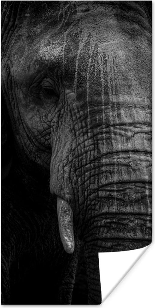 MuchoWow Poster Elefant - Tier - Porträt 80x160 cm - Kinderzimmer