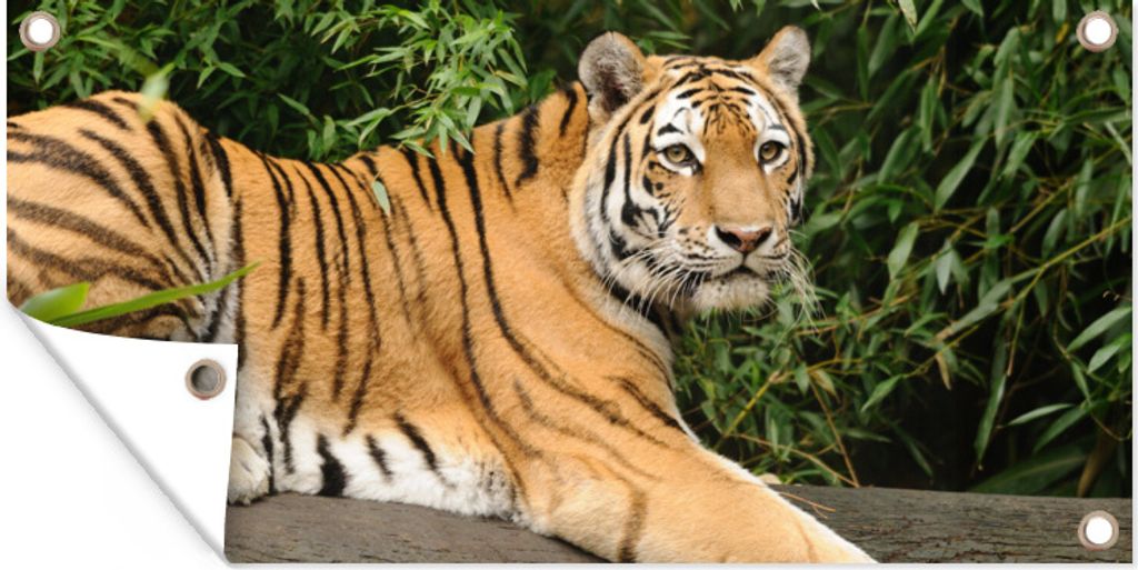 MuchoWow 160x80 cm Outdoor-Poster Gartendeko Sichtschutz Garten Poster für den Garten Tiger - Baum - Blätter