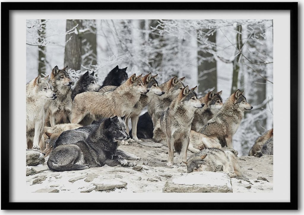 Bild - Bilder - Bilderrahmen - 70 cm x 50 cm - MDF-Rahmen, Wandkunst Wölfe im Winter
