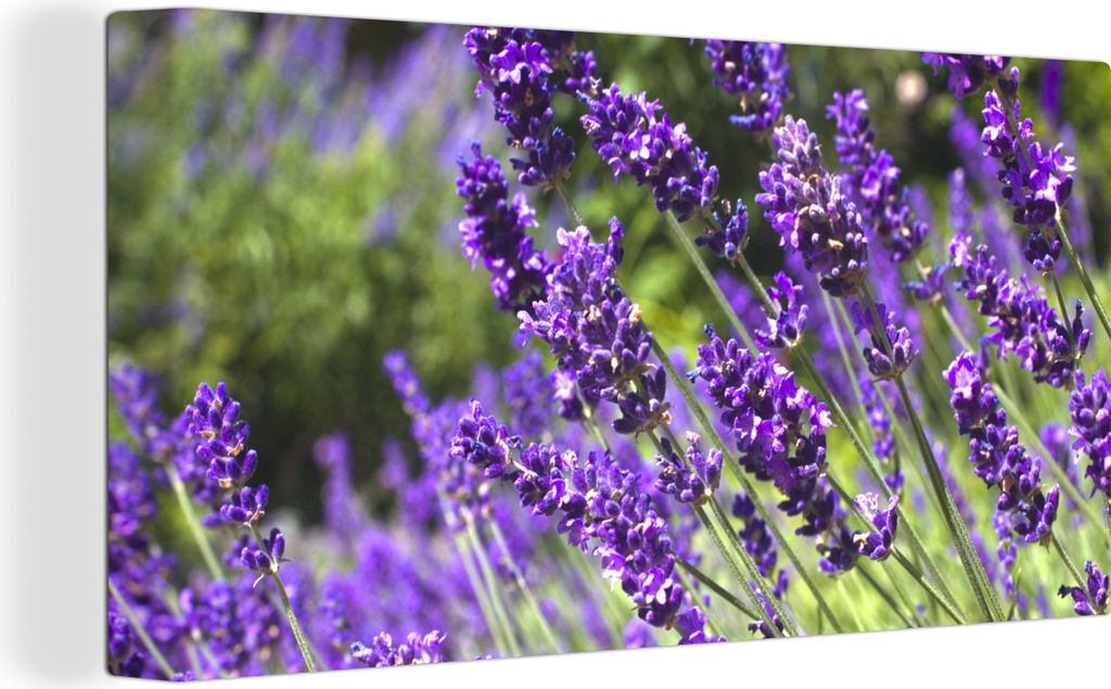 MuchoWow - Leinwandbilder - Leuchtend lila Lavendel in der Natur, Wandbild, Wanddeko Bilder Wohnzimmer, 40x20 cm