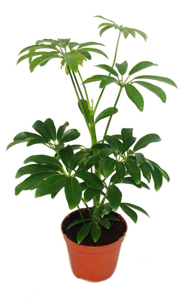Strahlenaralie - Schefflera - 9cm Topf - Zimmerpflanze - Produktbild 