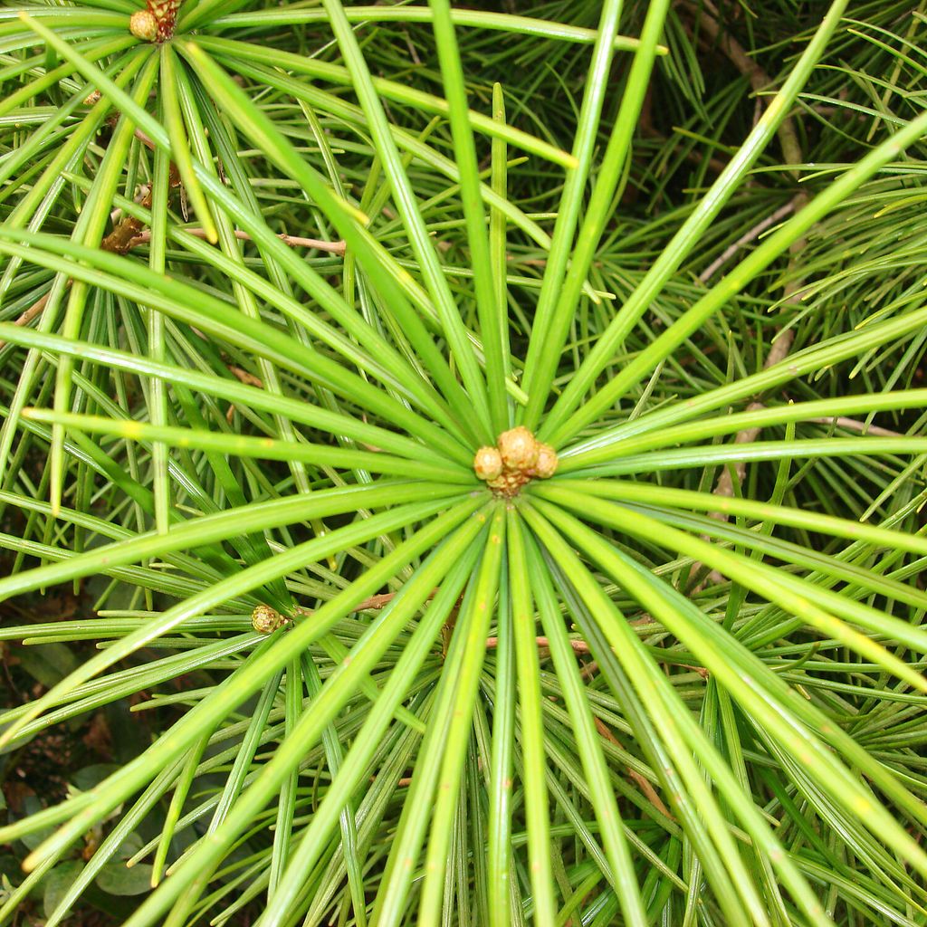 Japanische Schirmtanne Sciadopitys Kaufland.de