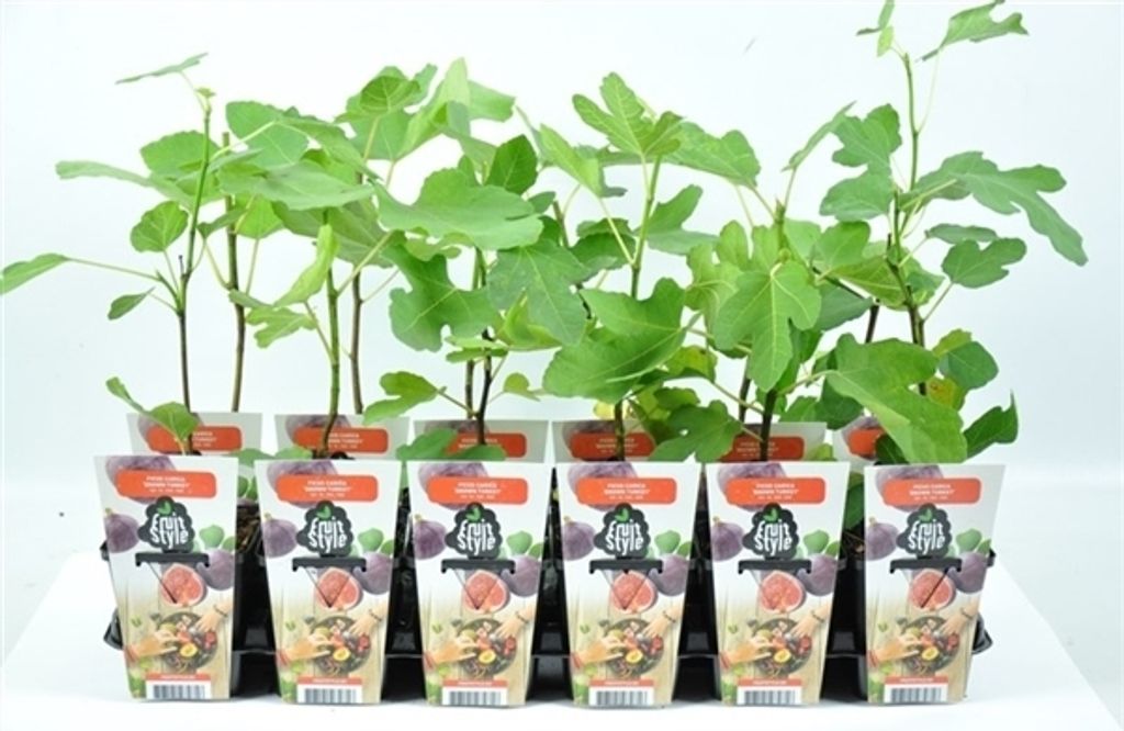 Feige 'Brown Turkey' – Ficus Carica, ca. 30 cm, winterhart, Produktbild 2