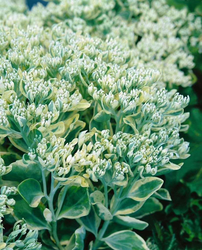 Sedum telephium 'Frosty Morn', Fetthenne, grün-weiß, ca. 9x9 cm Topf