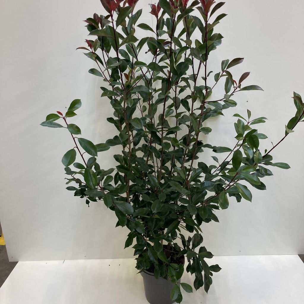 geigenkasten gummibaum Gummibaum 'Tineke' – ruuds main image 0