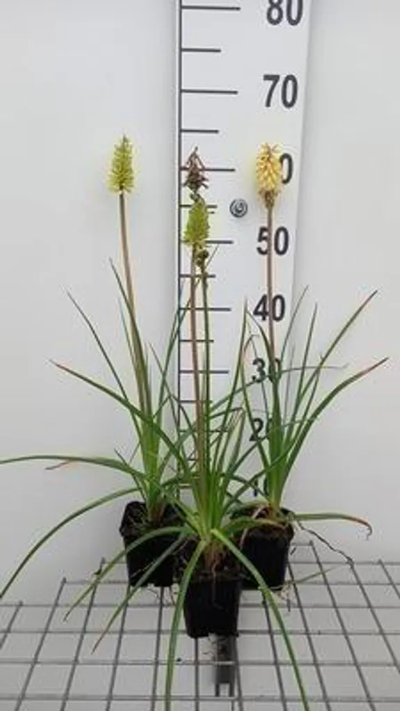 Plante Vivace Kniphofia citrina : Lot de 6 Plants en Godets 9 cm