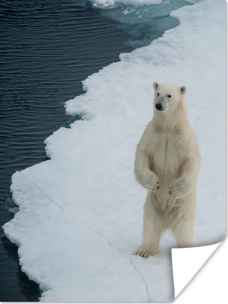 MuchoWow Poster Eis - Eisbär - Winter 90x120 cm - Wohnzimmer