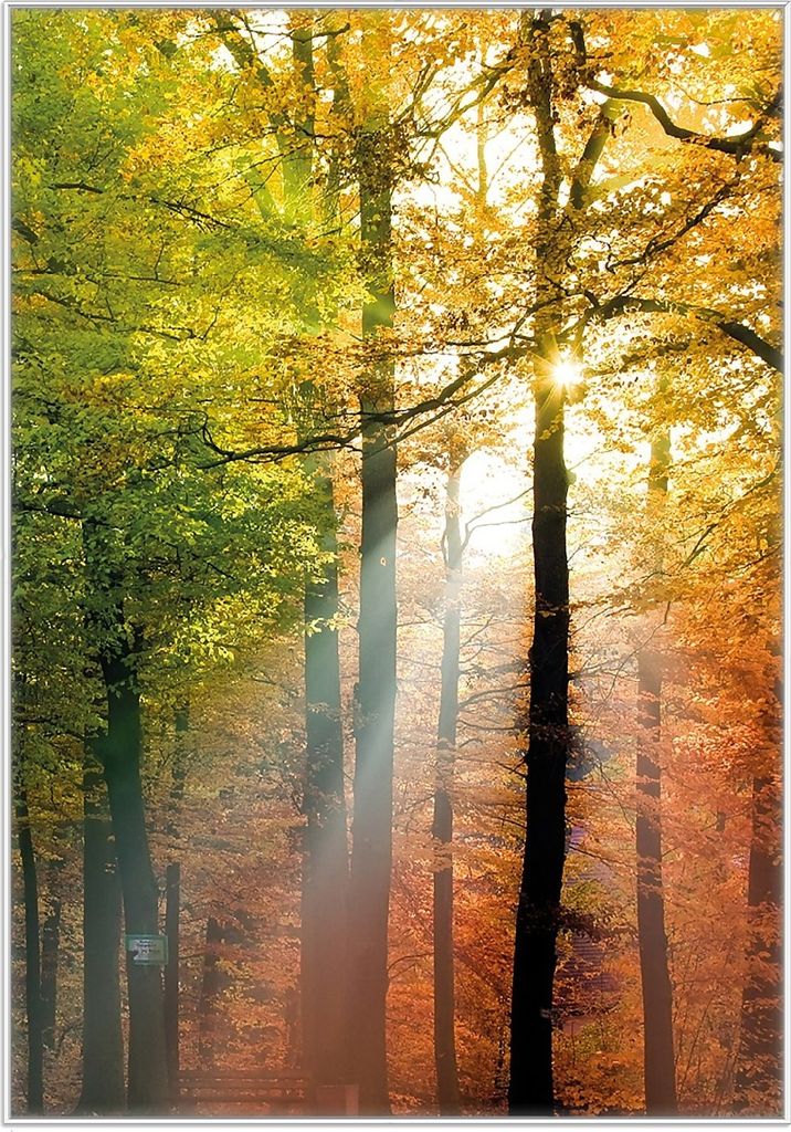 Wallario Wandbild Sonnenuntergang im Herbstwald, Größe: 70,30 x 100,30 cm, Poster mit weißem Kunststoffrahmen
