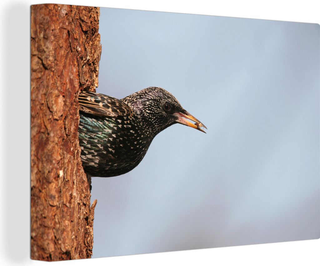 OneMillionCanvasses - Leinwandbilder - 140x90 cm, Nahaufnahme eines Starlings beim Verlassen des Nestes, Wandbilder Kunstdruck Wanddekoration - F...