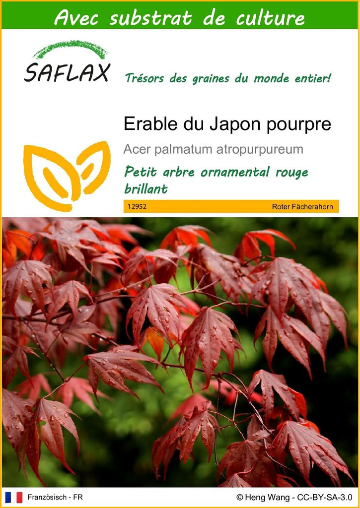 SAFLAX  - Erable du Japon pourpre - 20 graines - Avec Image du produit 