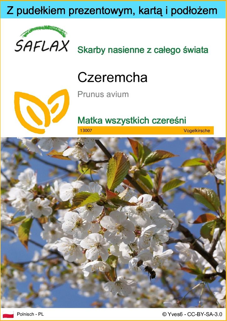 SAFLAX - Zestaw prezentowy - Czeremcha - 10 Nasiona - Z Zdjęcie produktu 