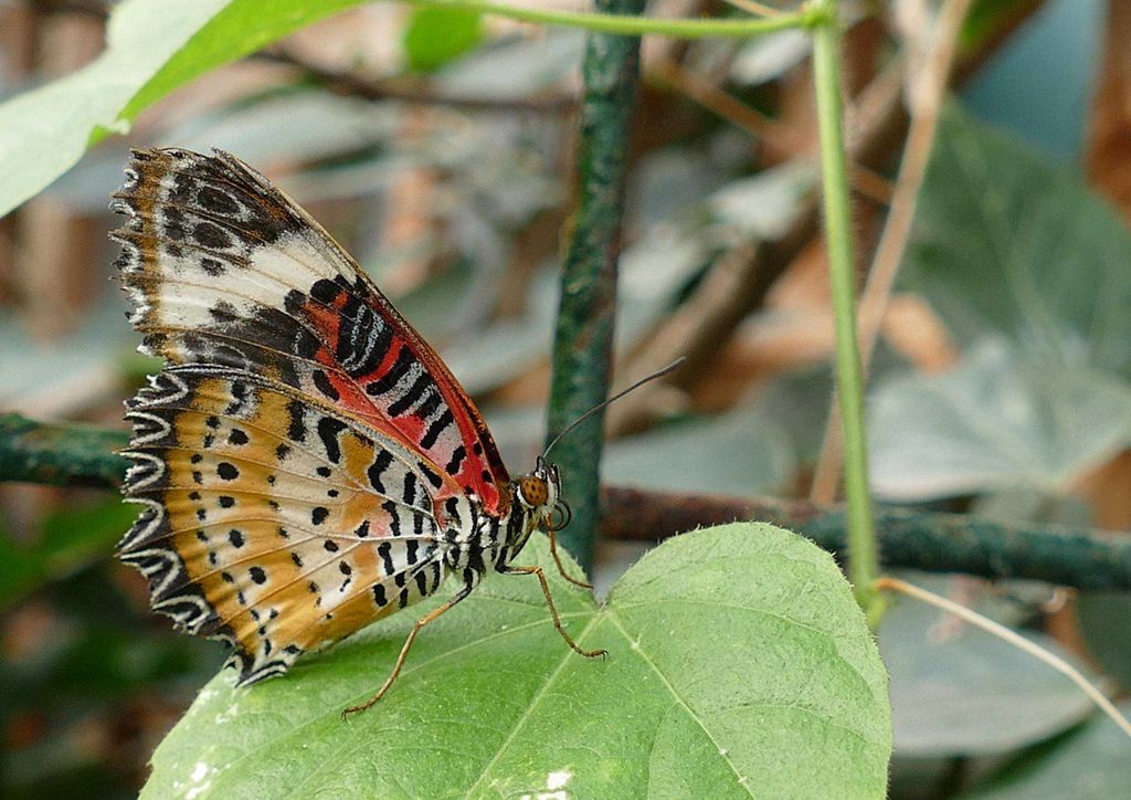 hansepuzzle 21401 - Schmetterling Puzzle, 260 Teile, Natur, 41,0 x 28,0cm mit hochwertiger Aufbewahrung, Kartonbox und wiederverschließbarem Beutel
