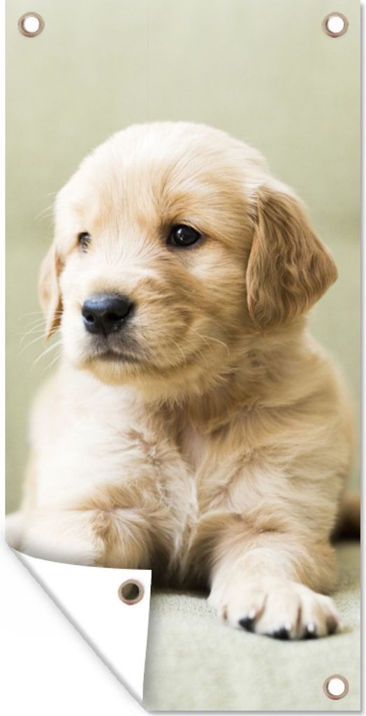 MuchoWow 80x160 cm Outdoor-Poster Gartendeko Sichtschutz Garten Poster für den Garten Golden Retriever Welpe auf dem Sofa liegend